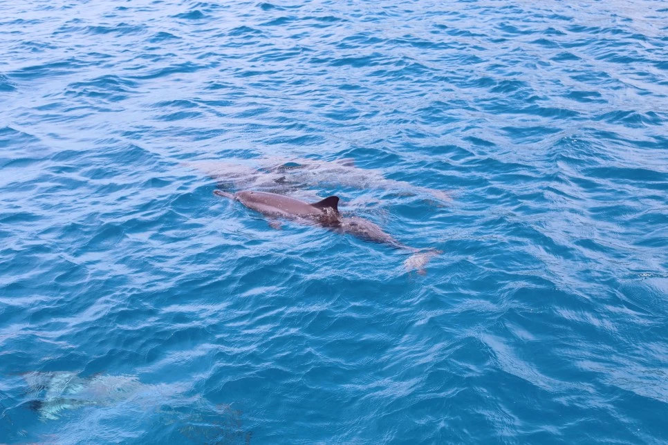 SE-752be522-4fd0-4618-8d32-cbfa62c055b8.jpg?type=w966