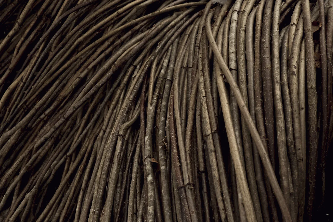 photo-1515663818444-d5a7457f4fb2?ixlib=rb-1.2.1&ixid=eyJhcHBfaWQiOjEyMDd9&auto=format&fit=crop&w=1000&q=80