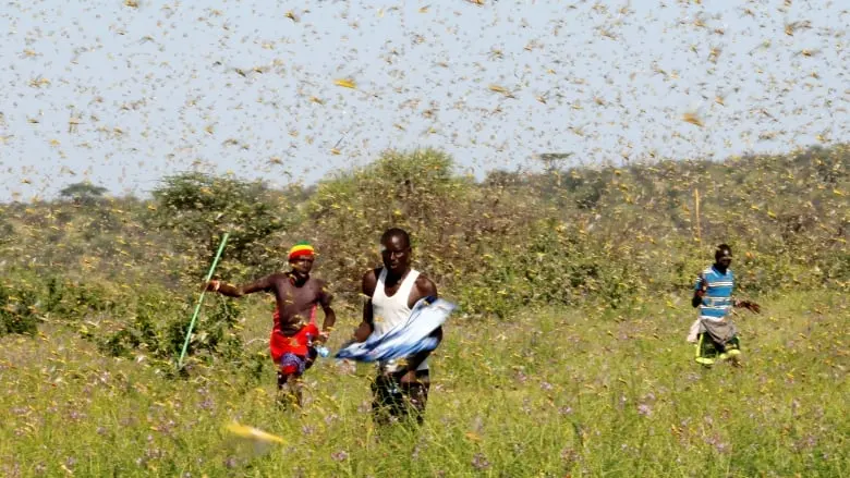 kenya-locusts.JPG
