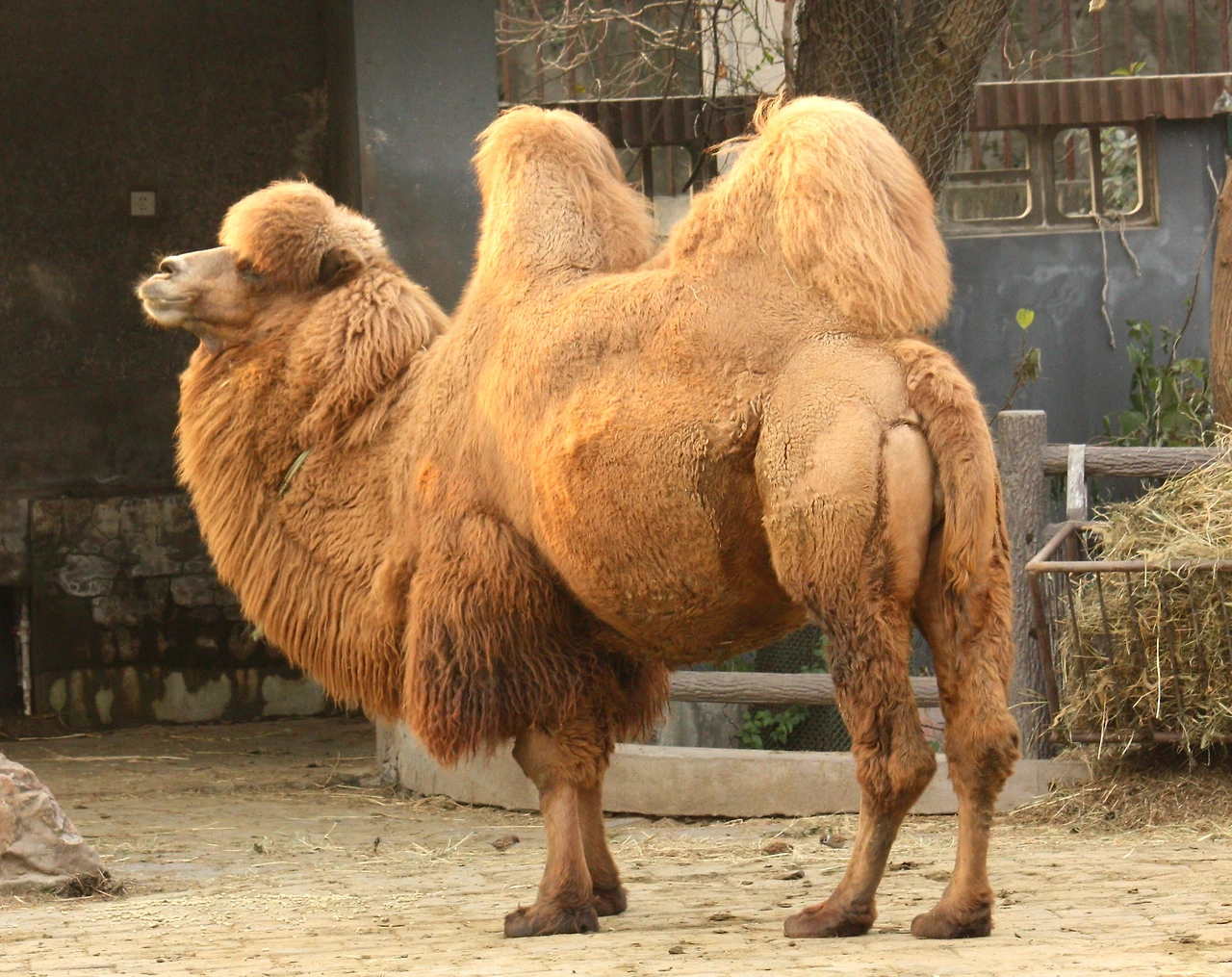 camel.JPG