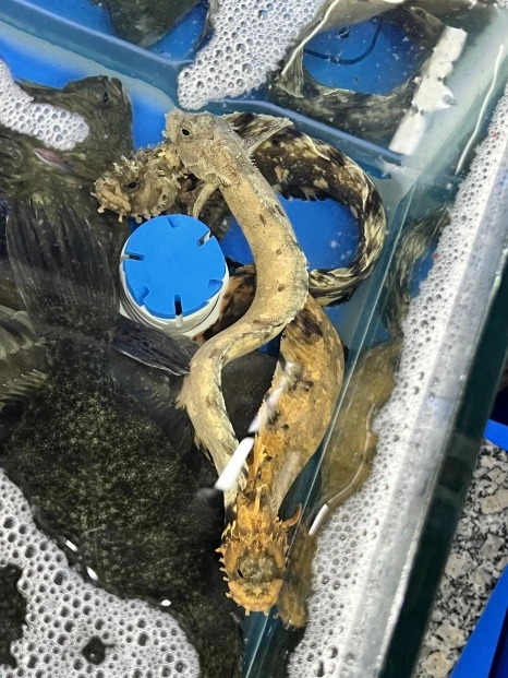 IMG_8572.JPG?type=w466