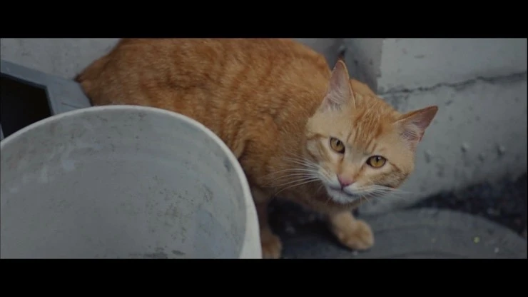 SE-e154dd0a-8626-428c-8fbc-622aebbf62dc.jpg?type=w800