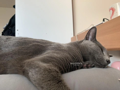 SE-7ca5fdb9-2968-4d72-87b0-76e0fa7cbe57.jpg?type=w1