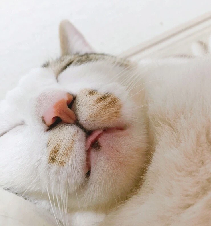 IMG_1490.JPG?type=w1