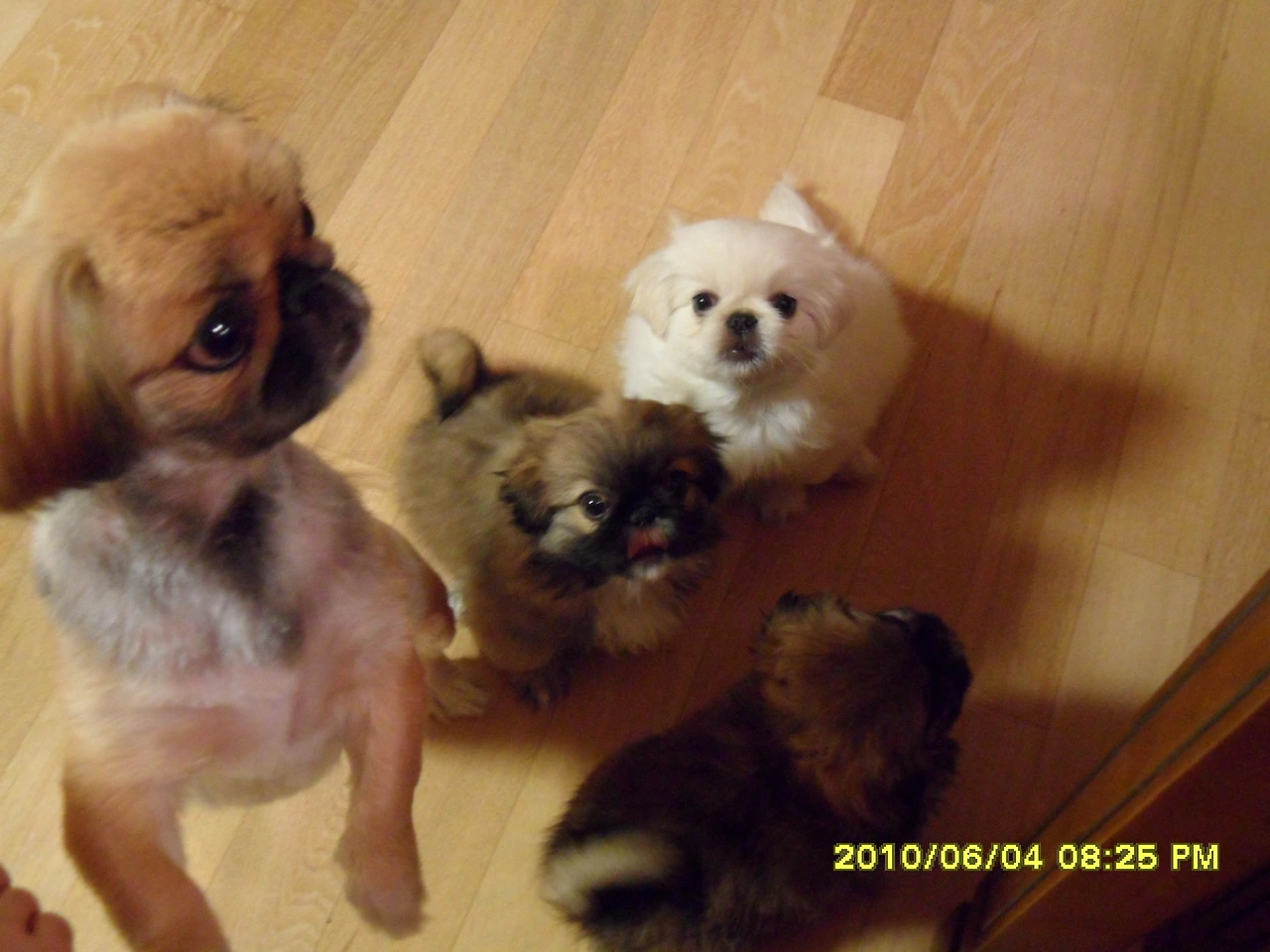 우즈벡산 페키니즈.jfif