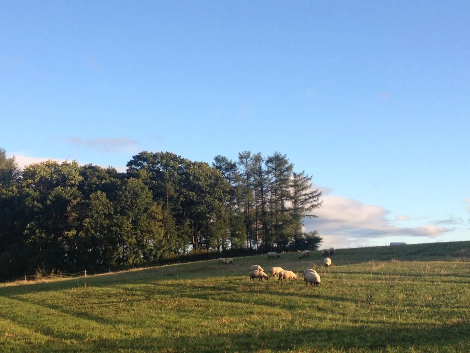 IMG_6700.JPG?type=w966