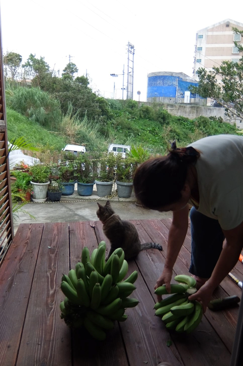 DSCF4280.JPG?type=w966