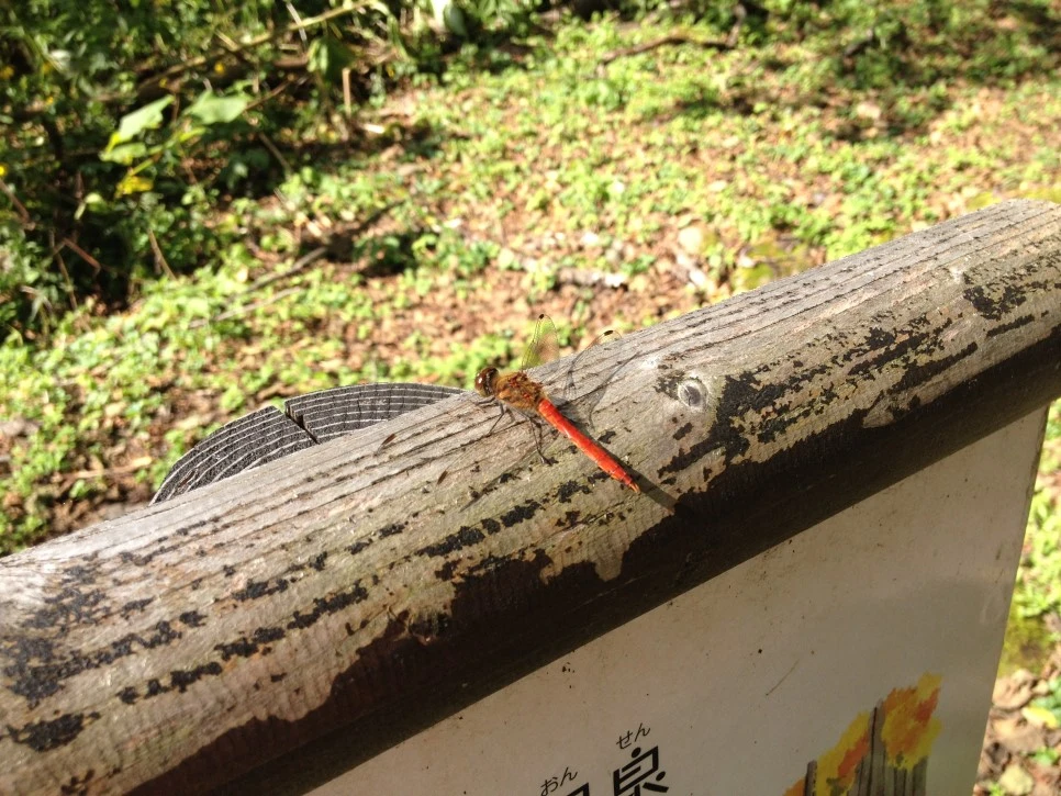 IMG_6748.JPG?type=w966