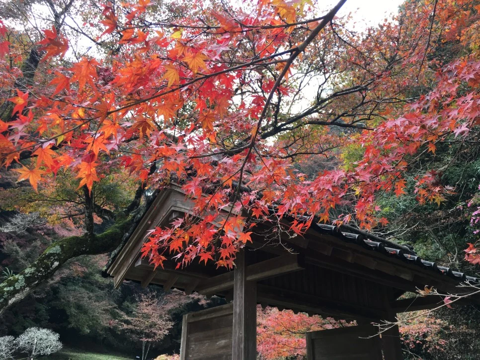 IMG_1608.JPG?type=w966