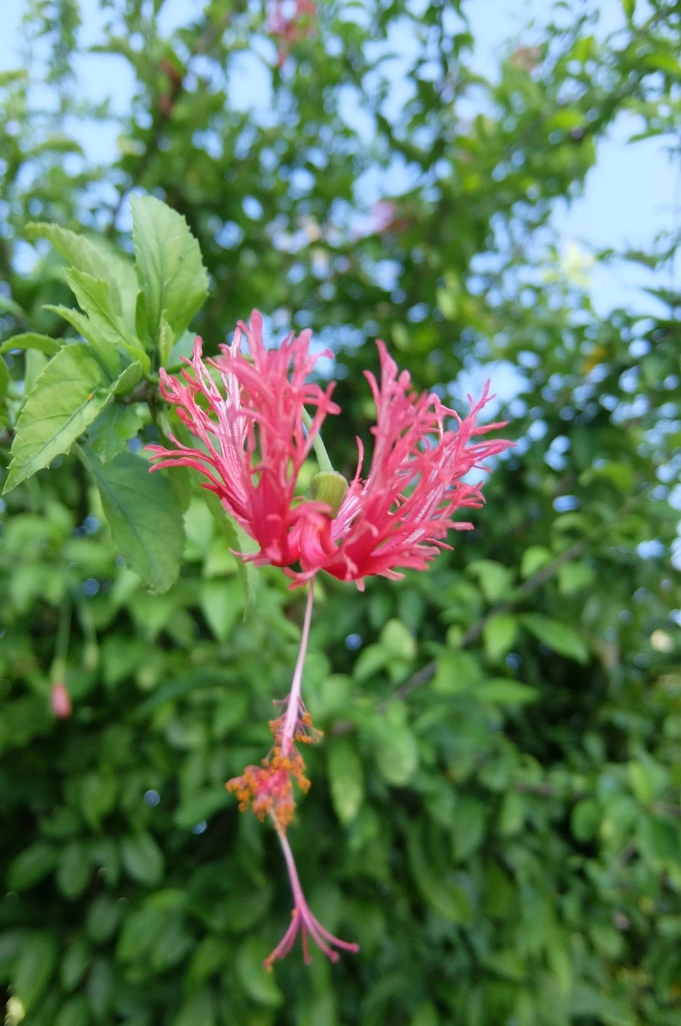 DSCF1652.JPG?type=w966