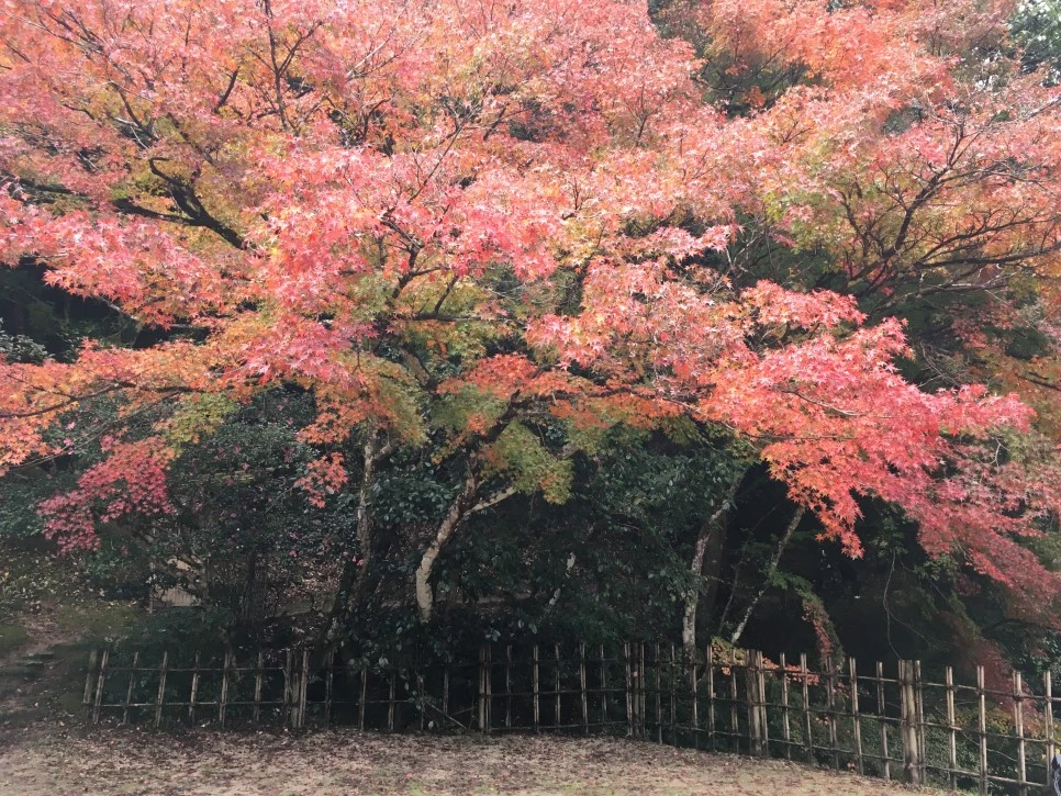 IMG_1603.JPG?type=w966