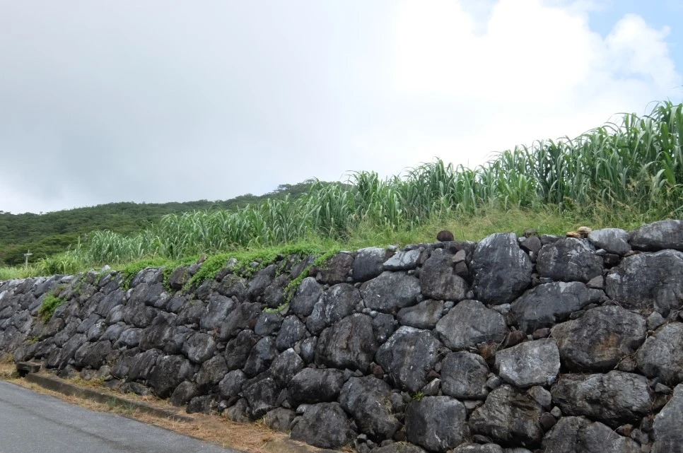 DSCF1593.JPG?type=w966