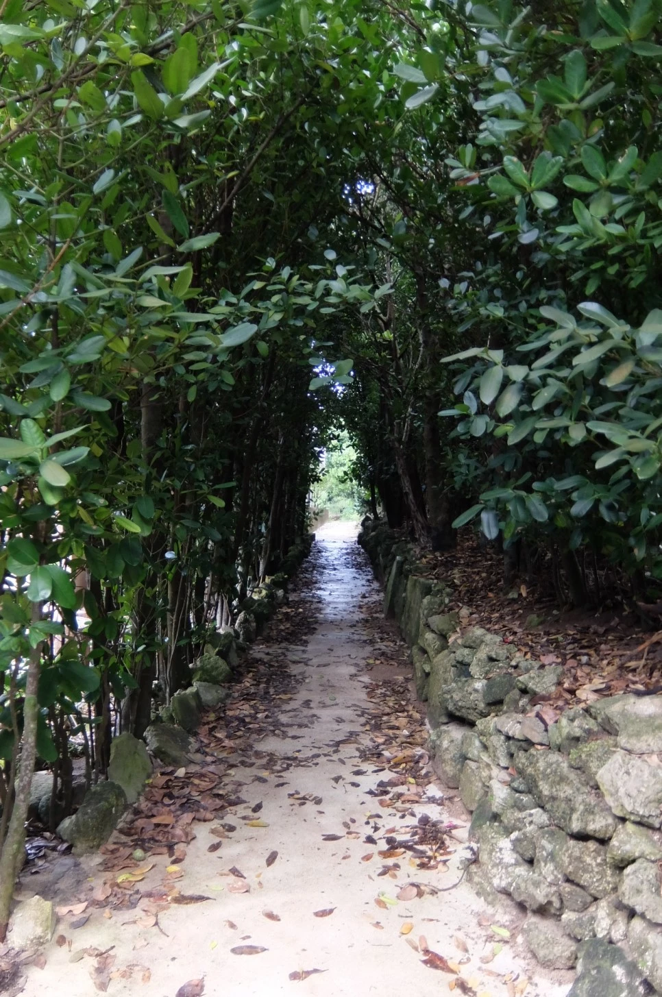 DSCF4100.JPG?type=w966