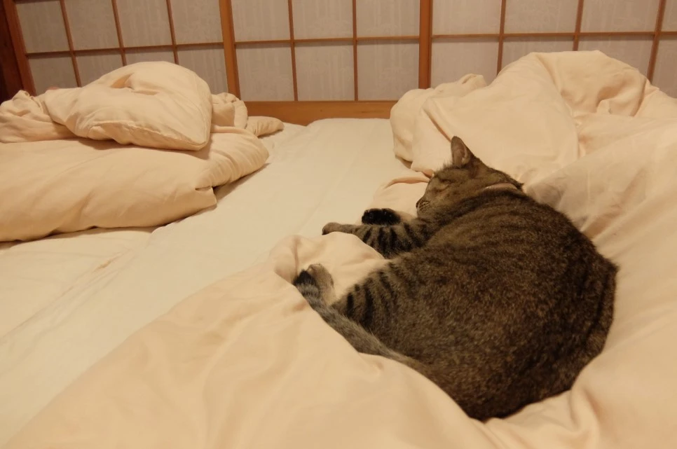 DSCF4256.JPG?type=w966