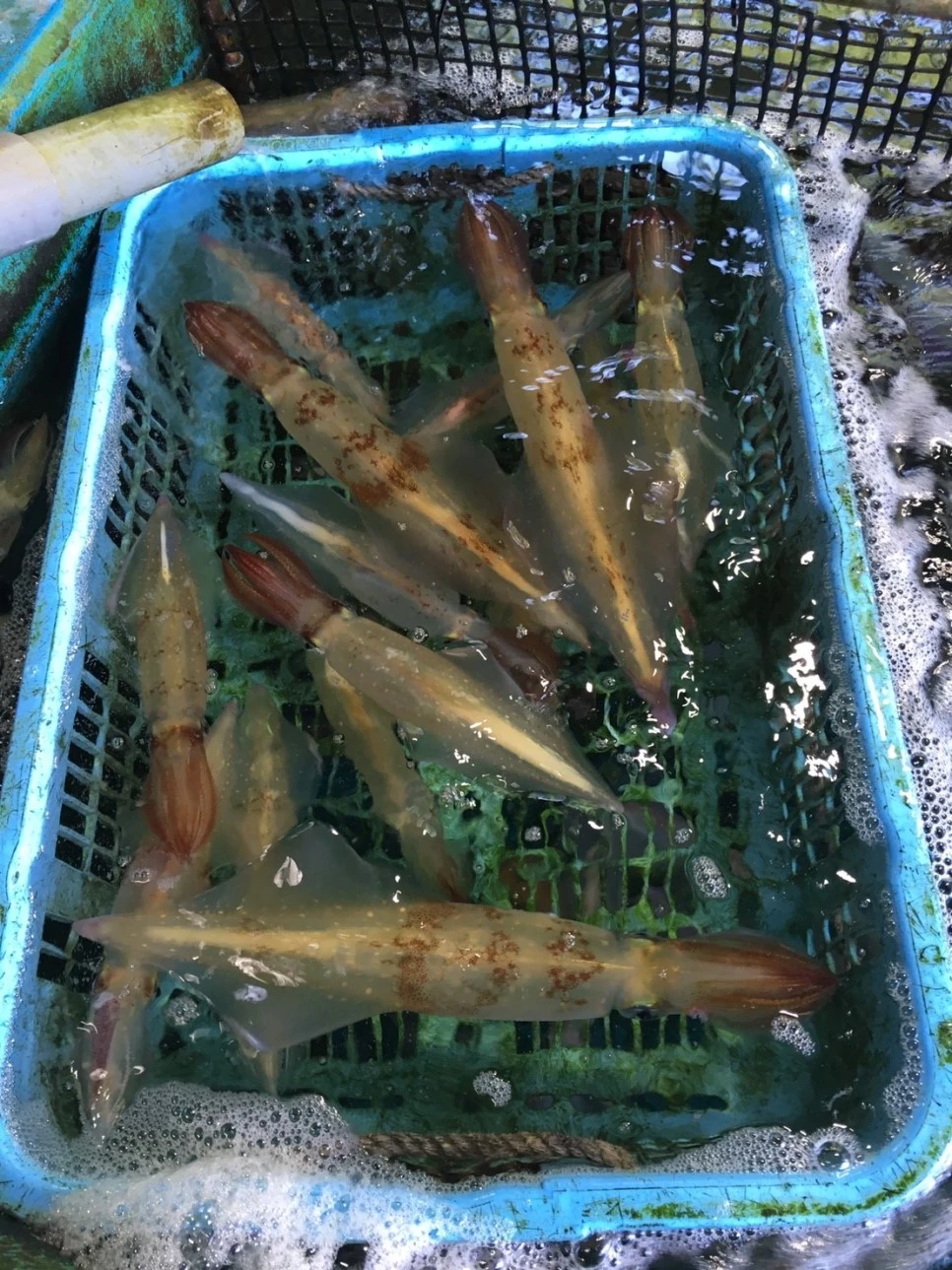 2017.07_%E4%B9%9D%E5%B7%9E_66.jpg?type=w966