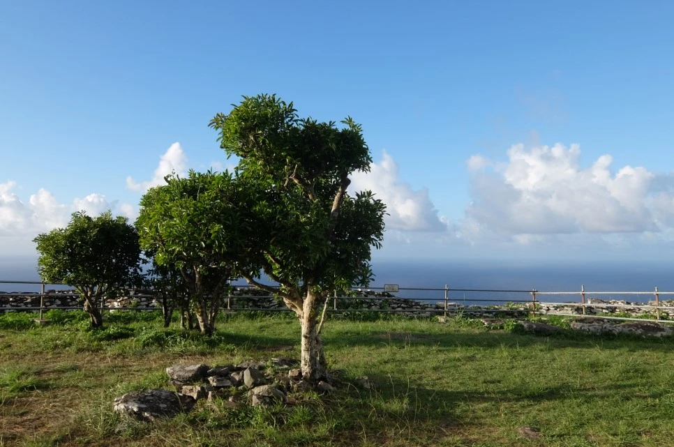 DSCF1612.JPG?type=w966