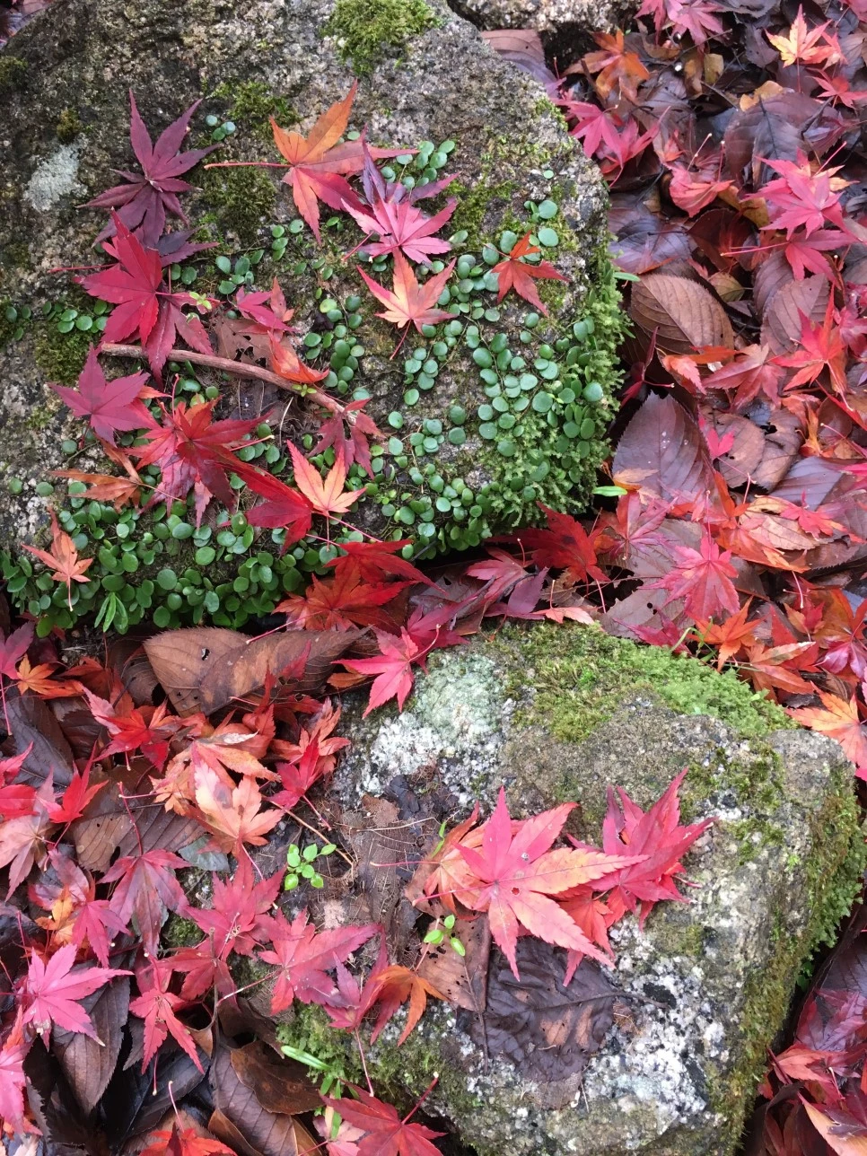 IMG_1627.JPG?type=w966