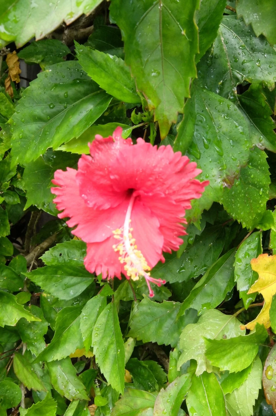 DSCF1579.JPG?type=w966