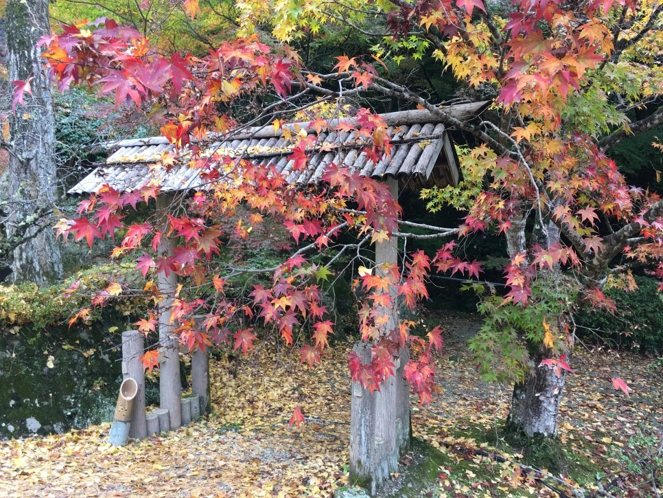 IMG_1635.JPG?type=w966