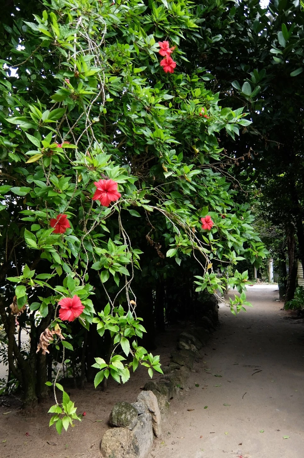 DSCF4118.JPG?type=w966