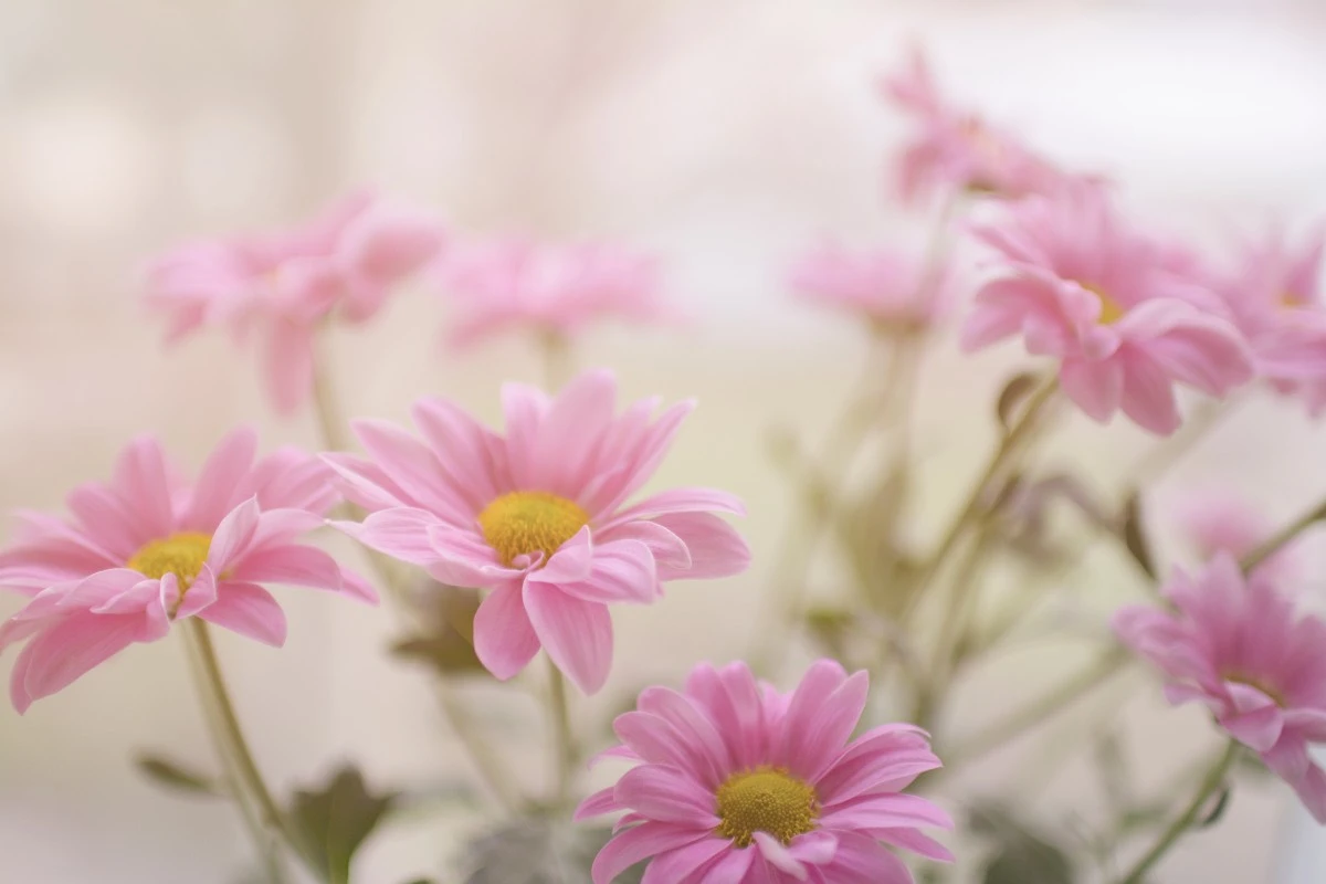 flower_plant_pink_daisy_petal-41650.jpg!d