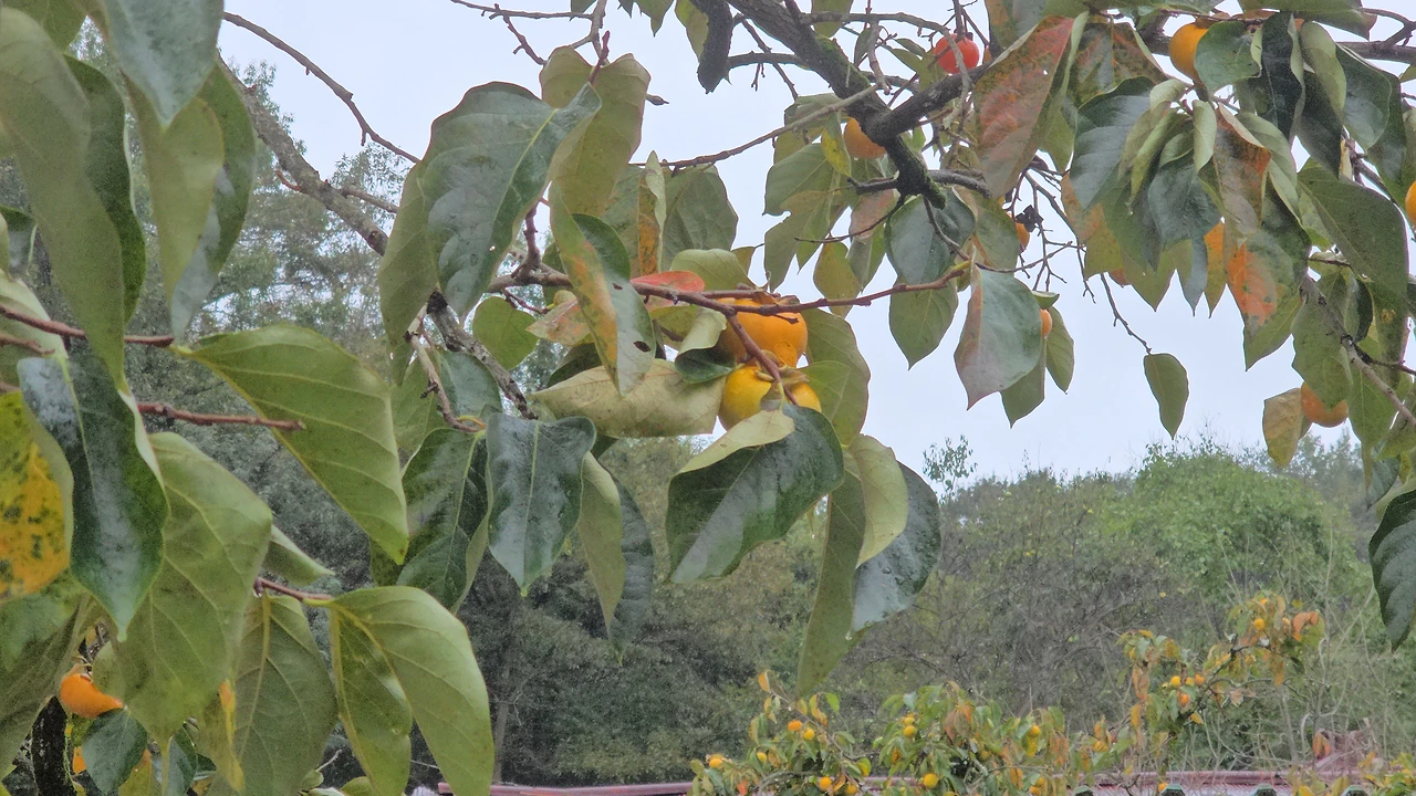 img.jpg?credential=yqXZFxpELC7KVnFOS48ylbz2pIh7yKj8&expires=1761922799&allow_ip=&allow_referer=&signature=bN92%2BZLzapSmFQEc3gE74%2F0i4w0%3D