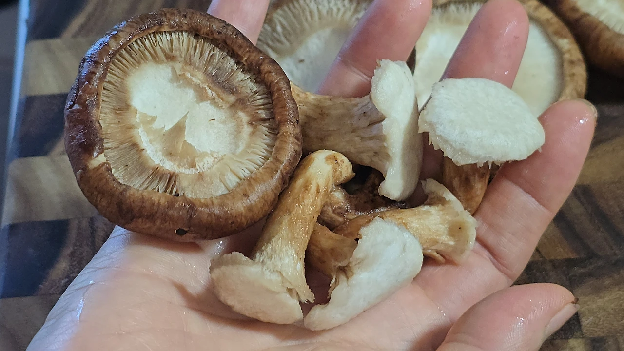 img.jpg?credential=yqXZFxpELC7KVnFOS48ylbz2pIh7yKj8&expires=1761922799&allow_ip=&allow_referer=&signature=zolbqio%2B%2FVP6BiHmHi4lFNkDQc8%3D