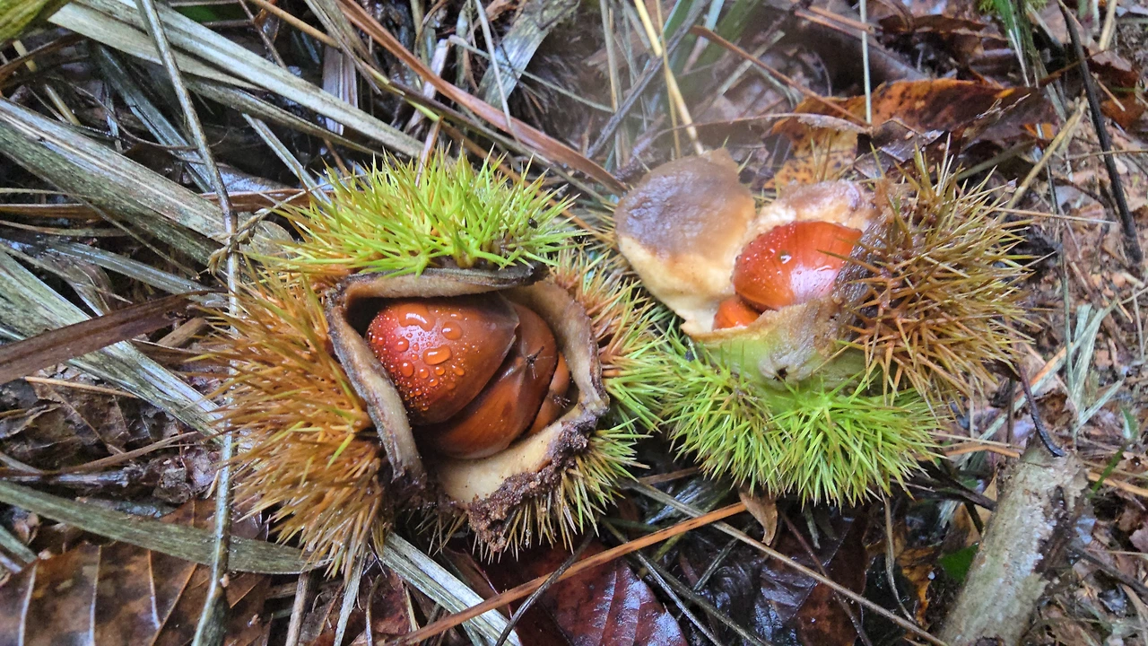 img.jpg?credential=yqXZFxpELC7KVnFOS48ylbz2pIh7yKj8&expires=1761922799&allow_ip=&allow_referer=&signature=SKiJnSUCDaoT0Qxl8wiBWjfCRnM%3D