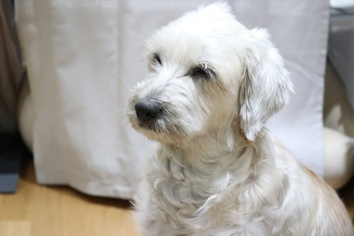 IMG_0930.JPG?type=w1200