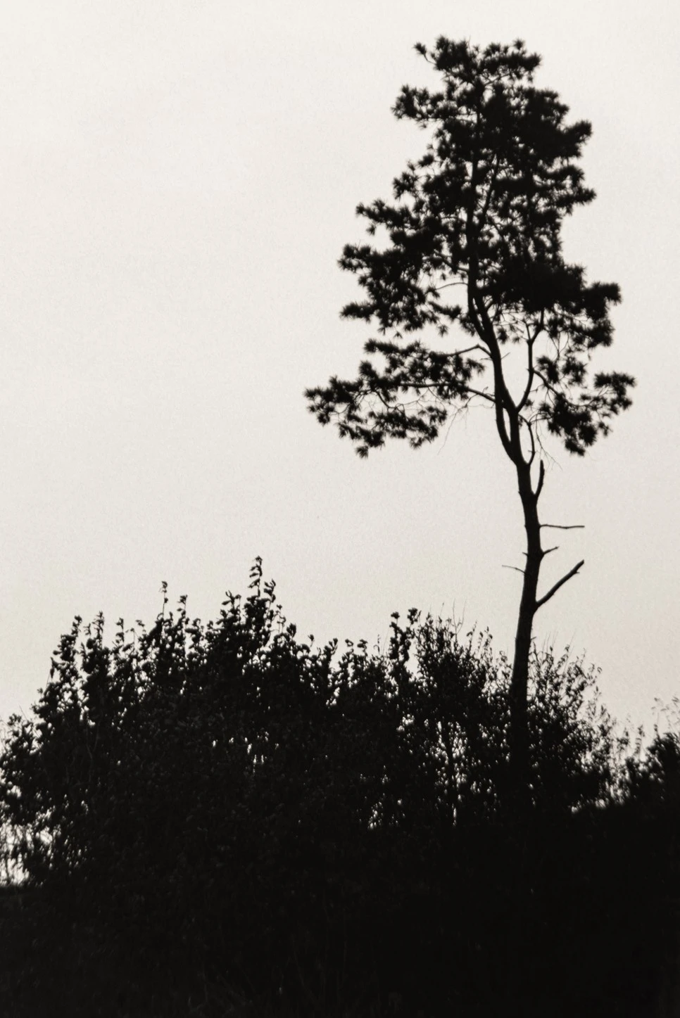 %EF%BB%BF%EC%84%9C%EC%9A%B8_%EC%82%AC%EC%A7%84%EC%A0%84_%ED%95%99%EA%B3%A0%EC%9E%AC_%EA%B0%A4%EB%9F%AC%EB%A6%AC_%EB%85%B8%EC%88%9C%ED%83%9D_%EA%B2%80%EC%9D%80_%EA%B9%83%ED%84%B8-23.jpg?type=w966