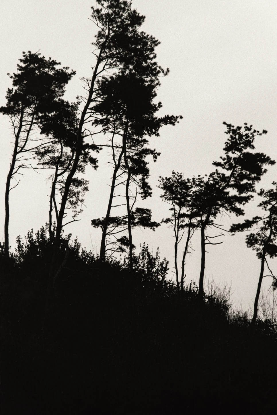 %EF%BB%BF%EC%84%9C%EC%9A%B8_%EC%82%AC%EC%A7%84%EC%A0%84_%ED%95%99%EA%B3%A0%EC%9E%AC_%EA%B0%A4%EB%9F%AC%EB%A6%AC_%EB%85%B8%EC%88%9C%ED%83%9D_%EA%B2%80%EC%9D%80_%EA%B9%83%ED%84%B8-19.jpg?type=w966