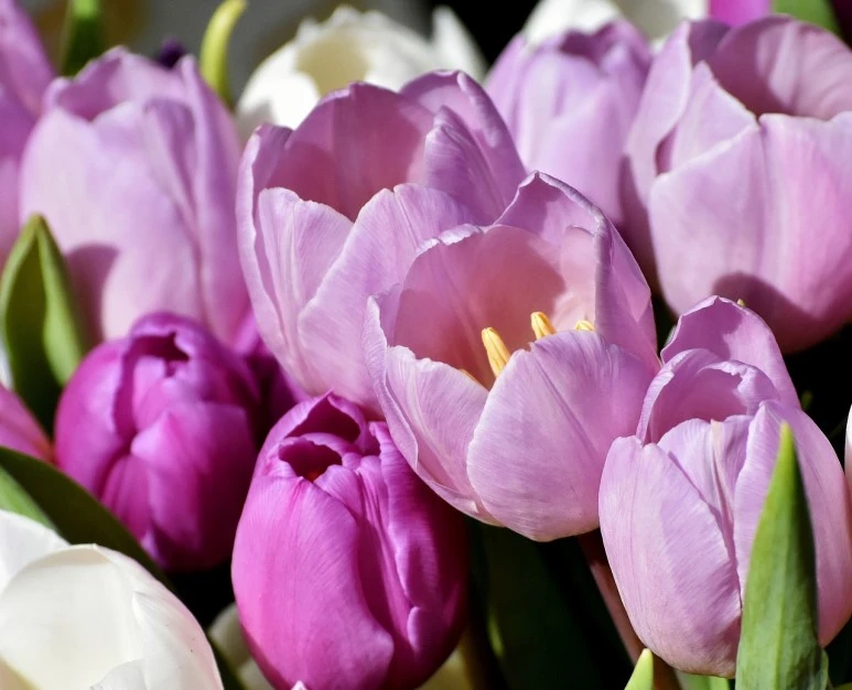 ea36b0062af2013ecd0b4107e7494392e36ae3d01bb2194493f5c77a_1280.jpg?type=w773