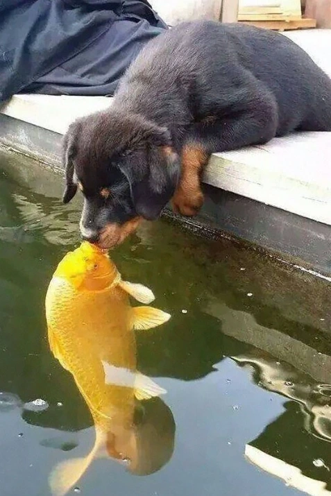 dogkiss.png?type=w773