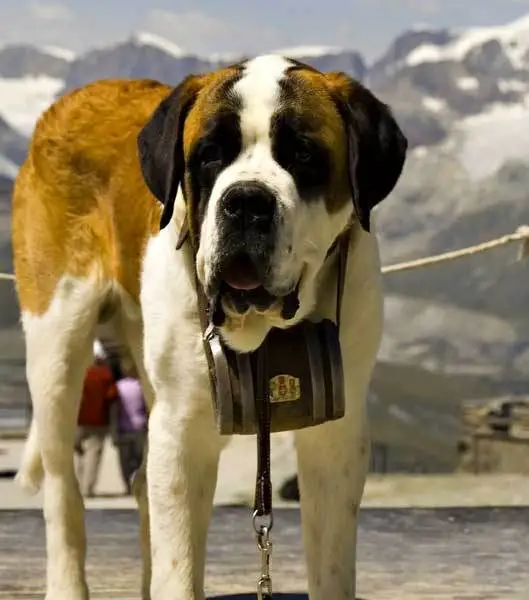 135EBE434EEE0A77046366