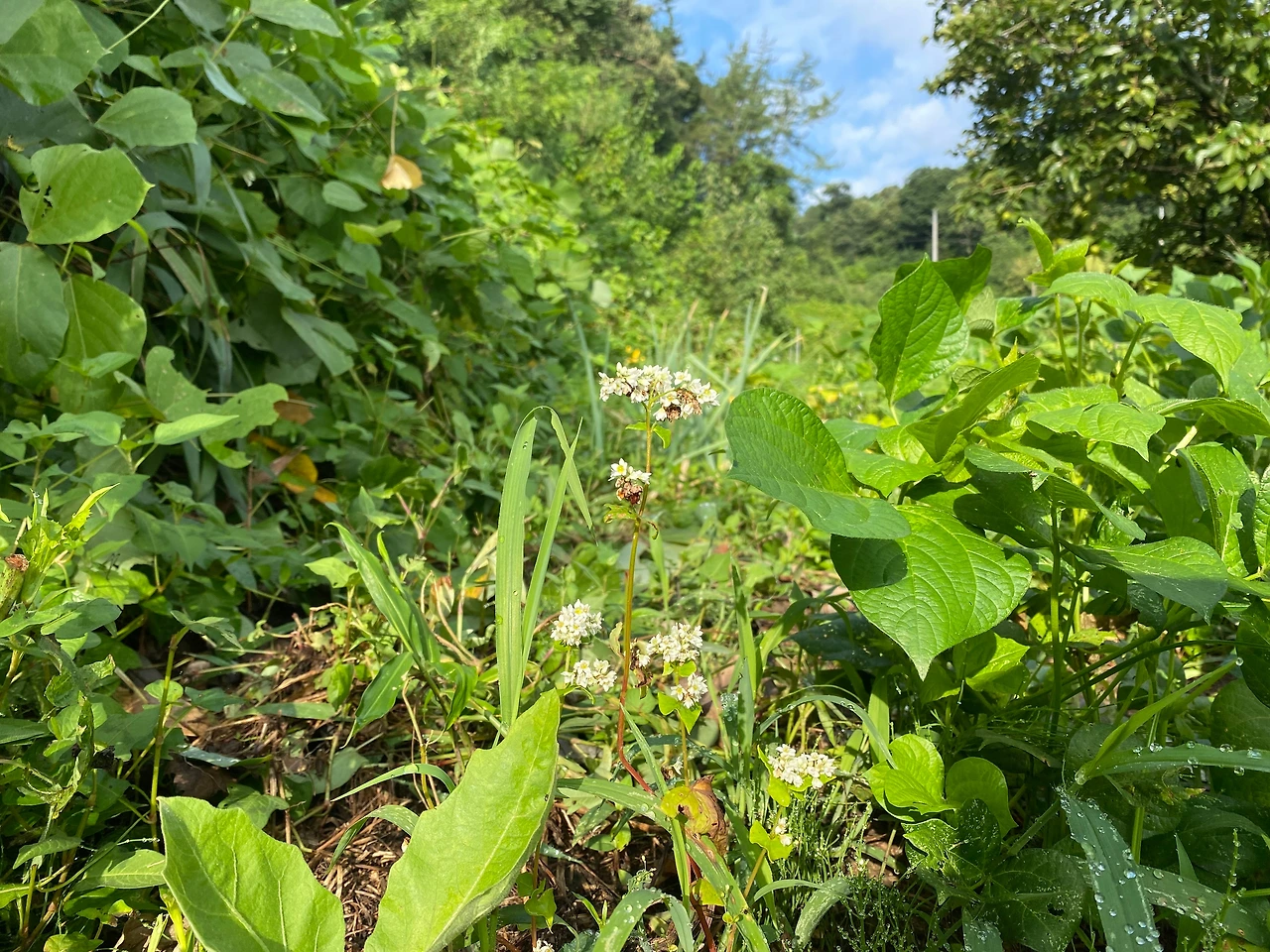 KakaoTalk_Photo_2023-08-13-19-11-45 019.jpeg