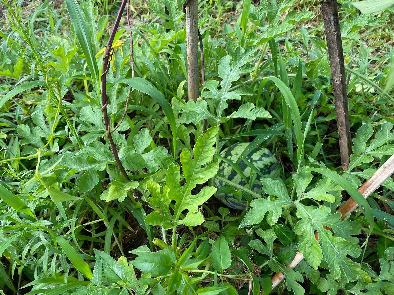 KakaoTalk_Photo_2023-08-13-19-11-43 015.jpeg