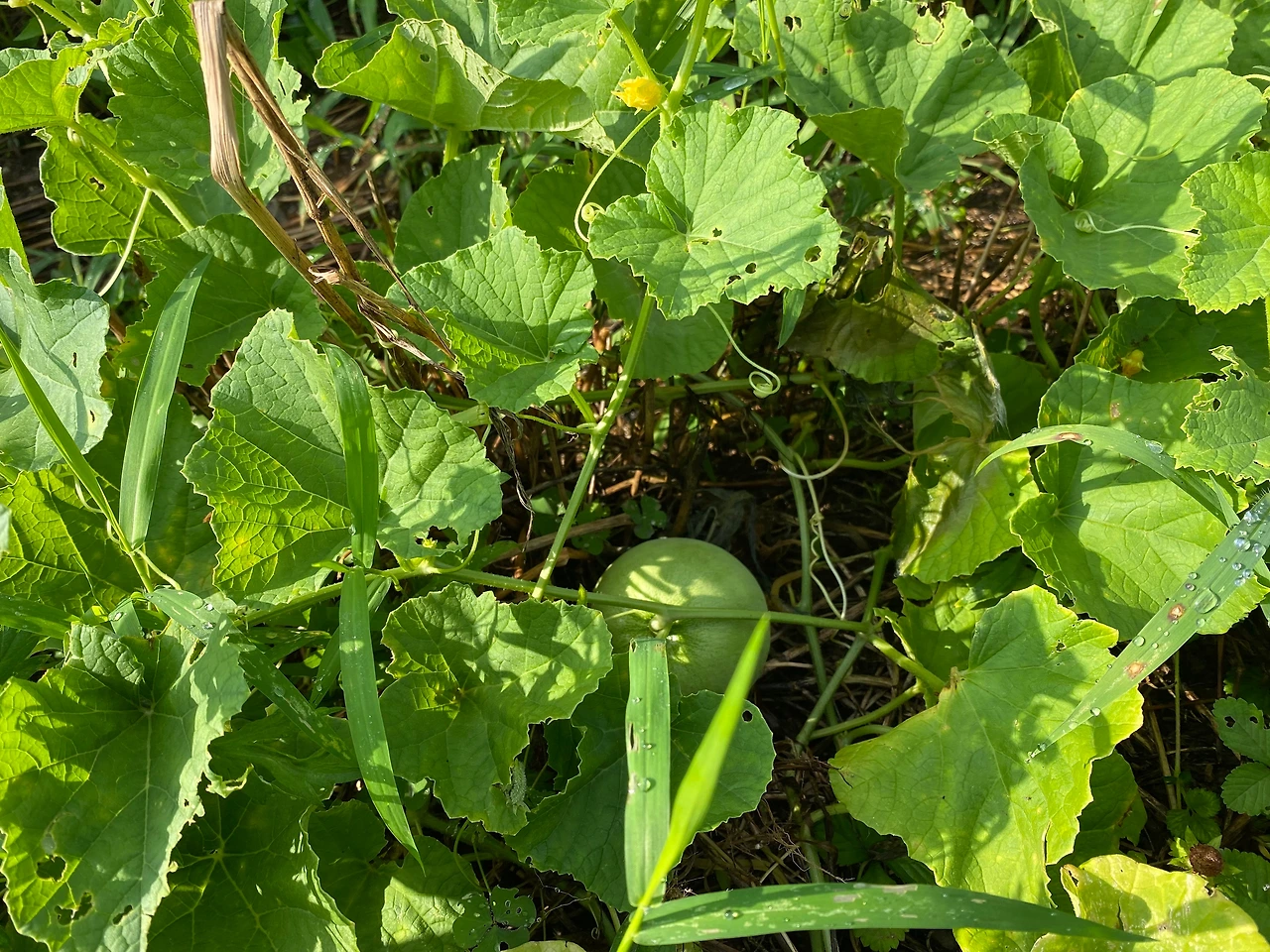 KakaoTalk_Photo_2023-08-13-19-11-41 012.jpeg