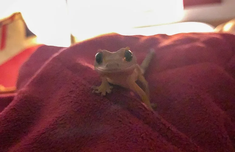 SE-d0d08241-2c6c-4301-8f42-20bc9683a8e6.jpg?type=w773