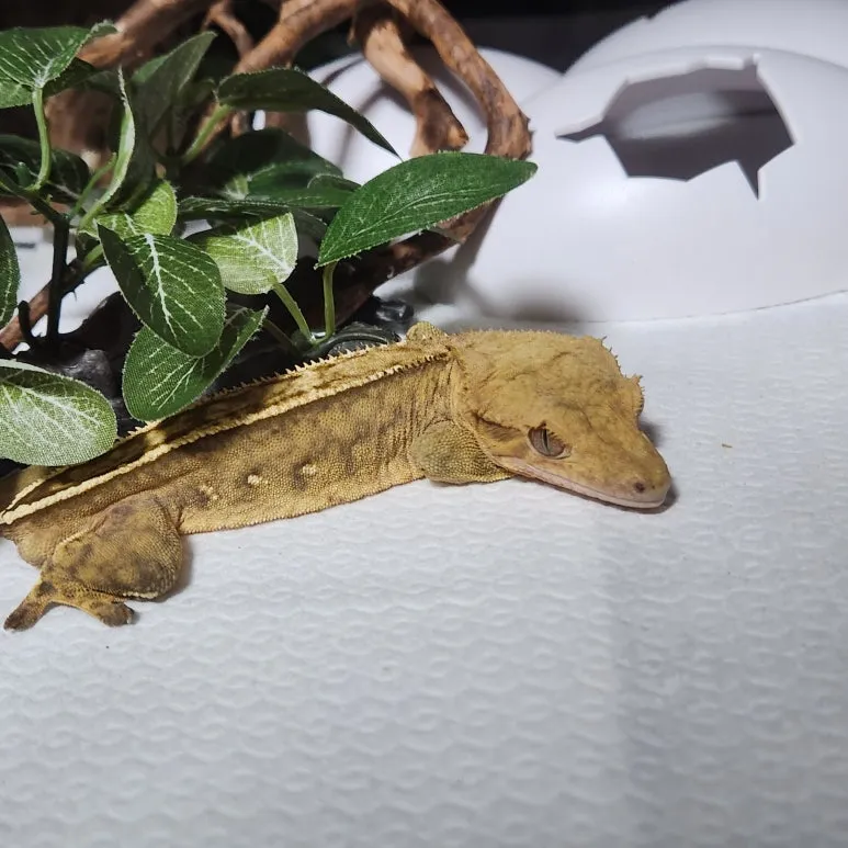 20250222_004322.jpg?type=w773