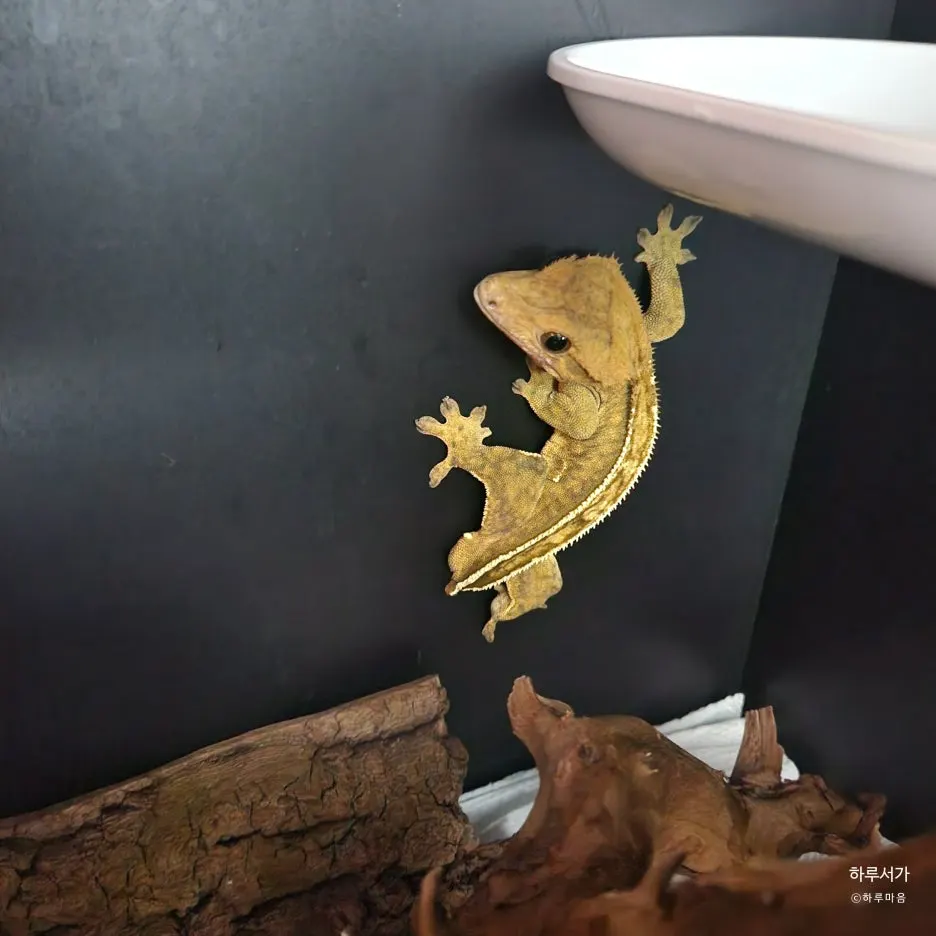 SE-ae4e0e04-802f-431a-b7ce-1b1a1608401d.jpg?type=w1