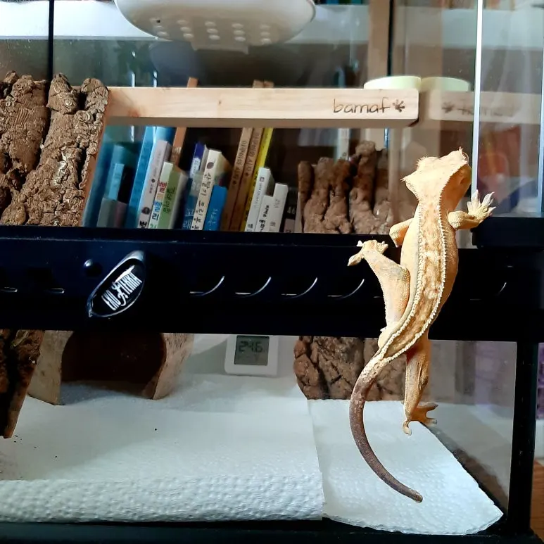 20220907_011309.jpg?type=w773