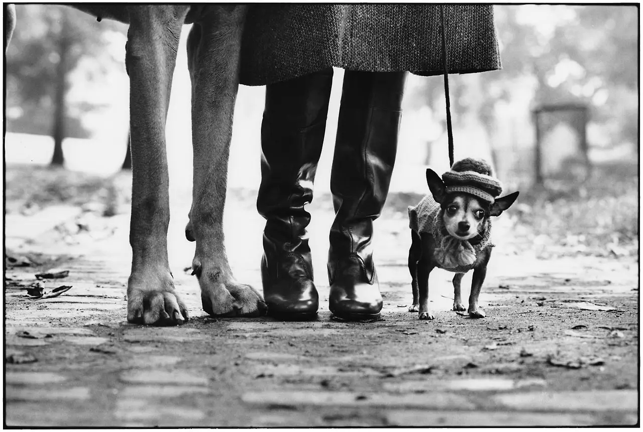 elliott-erwitt_new-york-city-1974-dog-legs.jpeg