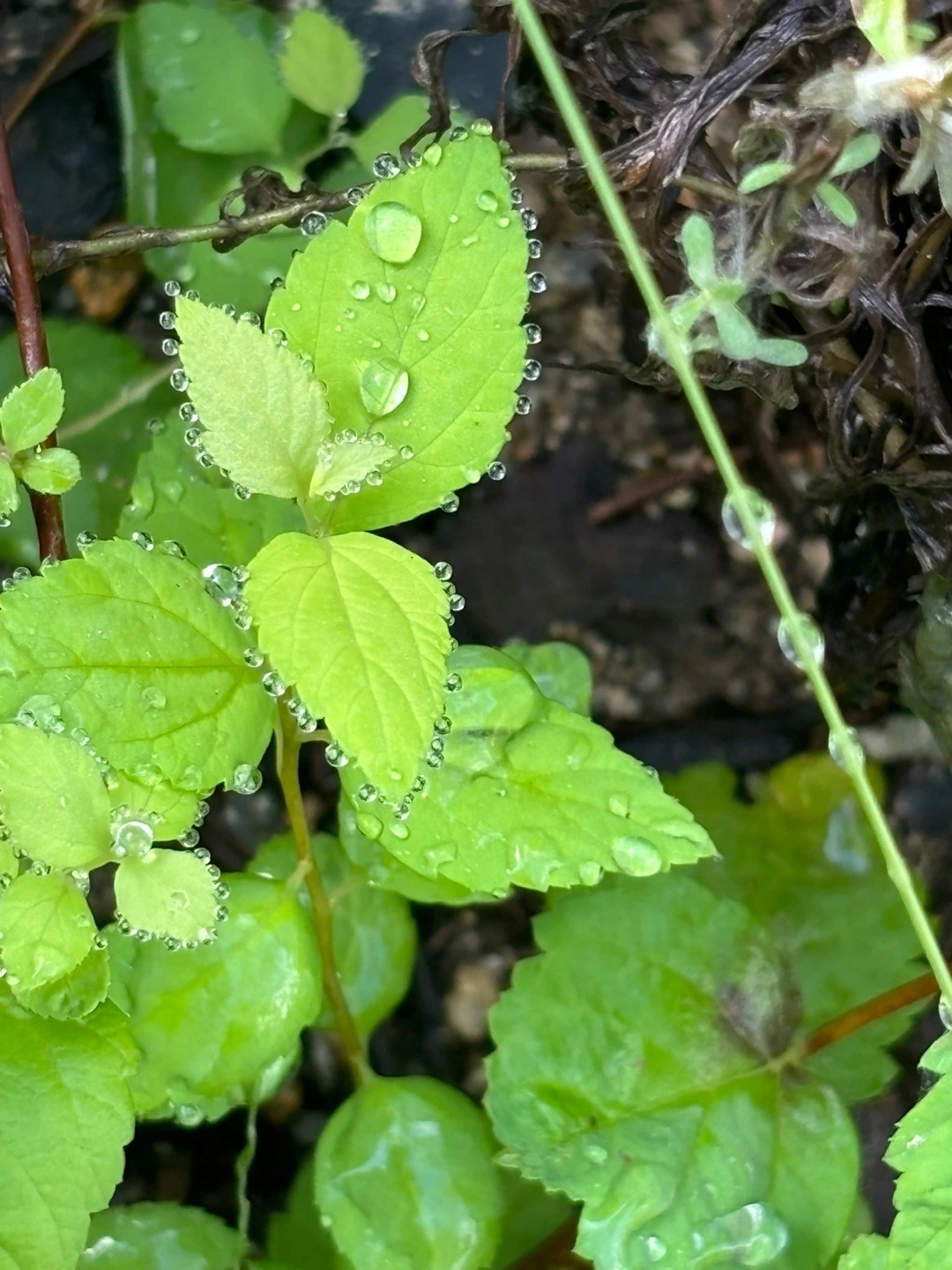 KakaoTalk_Photo_2025-05-31-19-48-48 004.jpeg