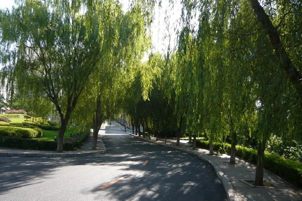 Clara_Cho_China 1329.jpeg