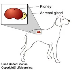 addisons_disease-1.jpg?la=en&amp;hash=F8BDF2AA51D487C1B494EA44FE85512E