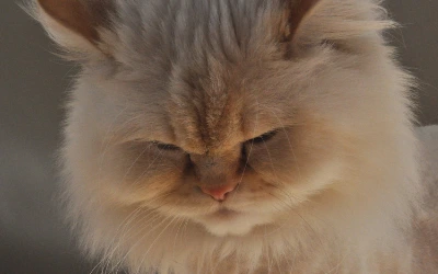 himalayan_cat.png?la=en&amp;hash=AC99ACC63AA65171785AA1FB37FA8CE9