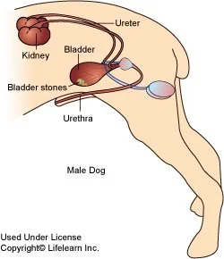 cystitis_2.jpg?la=en&amp;hash=5DAD9EC5B8746BD001A9ECE01B6B942A