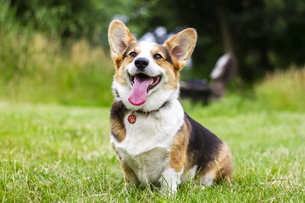 pexels-photo-2737393.jpeg?auto=compress&amp;cs=tinysrgb&amp;h=750&amp;w=1260