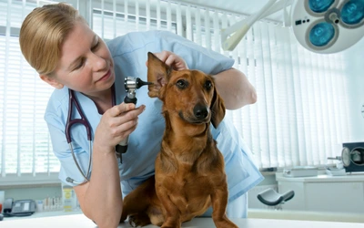 ear_examination.png?la=en&amp;hash=8F1CE112A0C3FFD281B7080D164F7E13