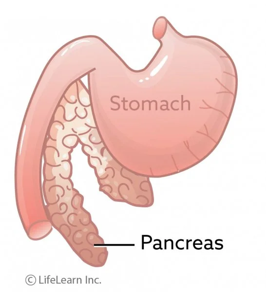 healthy_pancreas_with_stomach_2017-02scaler.jpg?la=en&amp;hash=F41E5C05D4881A7BBD8967062C822CF3